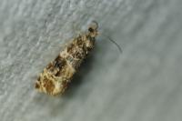 Lobesia botrana