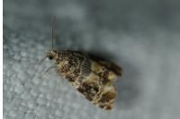 Lobesia botrana