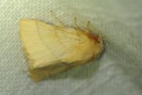 Malacosoma neustria