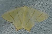 Ourapteryx sambucaria