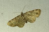 Pasiphila chloerata