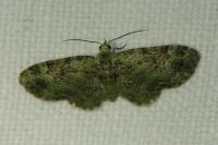 Pasiphila rectangulata