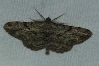 Peribatodes rhomboidaria