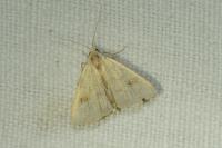 Rivula sericealis