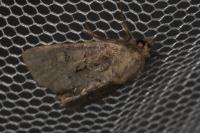 Fissipunctia ypsillon