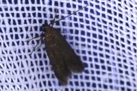 Monochroa tenebrella