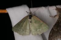 Pseudoterpna pruinata