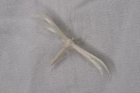 Pterophorus pentadactylus