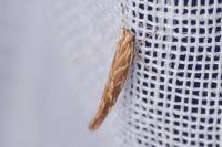 Pyroderces argyrogrammos