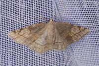 Stegania trimaculata