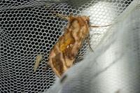 Autographa jota