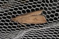 Bactra