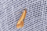 Batia lunaris
