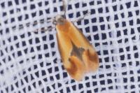 Batia lunaris
