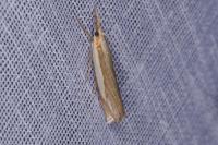 Crambus pascuella