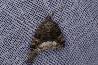Deltote pygarga