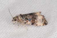 Endothenia gentianaeana/marginana/oblongana