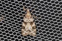 Eudonia delunella