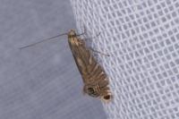 Glyphipterix thrasonella