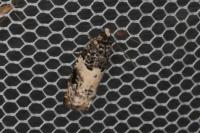 Gypsonoma sociana