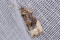Hedya nubiferana