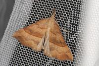 Hypena proboscidalis