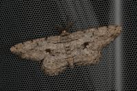 Hypomecis roboraria