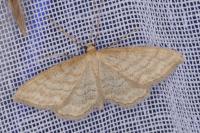 Idaea macilentaria