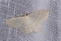 Idaea subsericeata