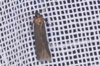 Monochroa tenebrella