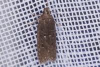 Neofaculta ericetella
