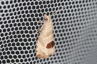 Notocelia uddmanniana