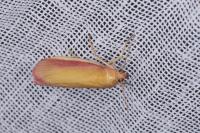 Oncocera semirubella