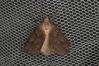 Pachycnemia hippocastanaria