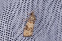 Piniphila bifasciana