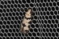 Pseudotelphusa scalella