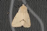 Spilarctia lutea