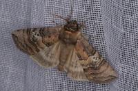 Tethea ocularis