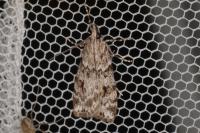 Scoparia ingratella/pyralella