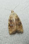 Aleimma loeflingiana