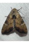 Apamea scolopacina
