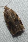 Archips xylosteana