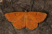Angerona prunaria