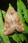 Cosmia trapezina