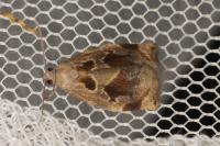 Archips crataegana