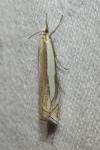 Crambus pascuella