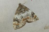 Dysstroma truncata