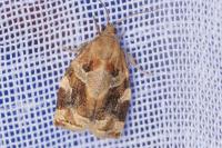 Archips xylosteana