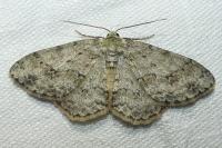 Ectropis crepuscularia