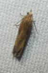 Eucosma